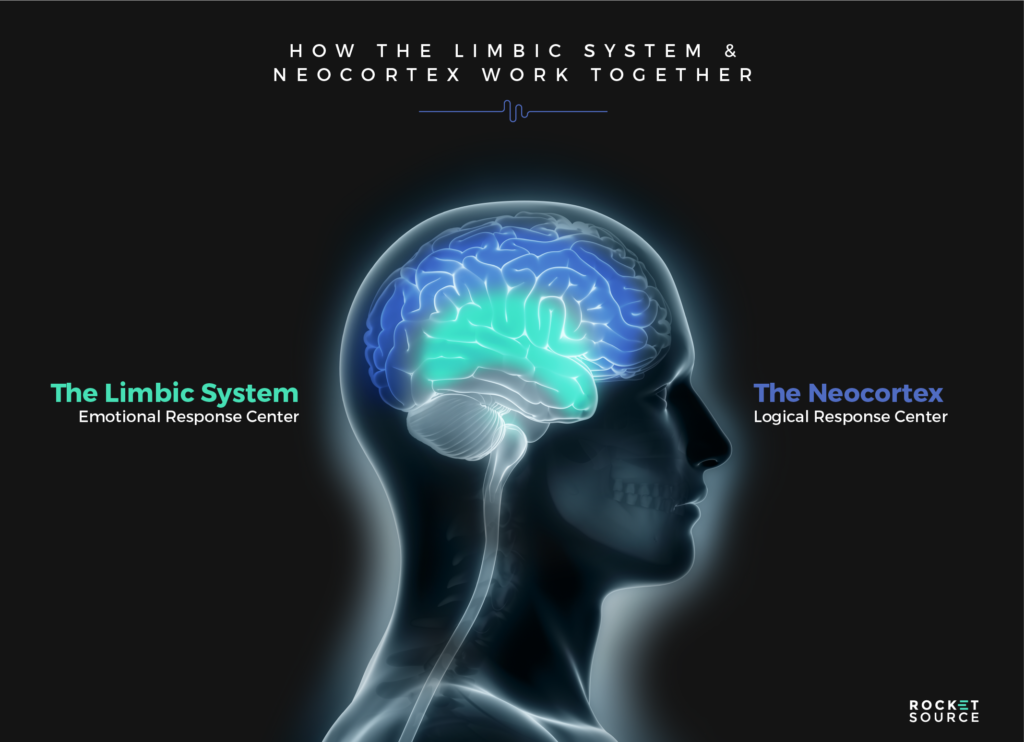 The limbic and neocortex working together
